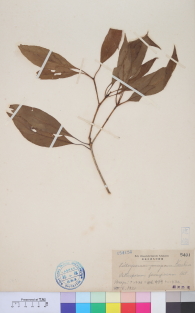 Specimen thumbnail